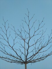 tree branches against blue sky