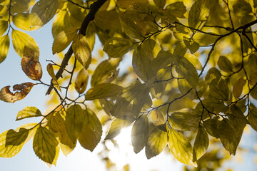 yellow leaves