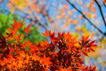 autumn leaves background