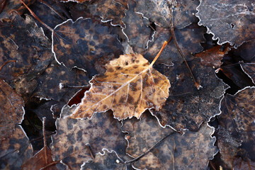 End of autumn. Frosty morning. On the fallen-down dark leaves of an aspen still the yellowish leaf of a birch lies. All leaves with decorative finishing by hoarfrost, an easy ice raid.