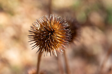Macro abstract view of a single dried purple coneflower (echinacea purpurea) seed head with defocused background, in a sunny late autumn garden