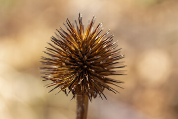Macro abstract view of a single dried purple coneflower (echinacea purpurea) seed head with defocused background, in a sunny late autumn garden