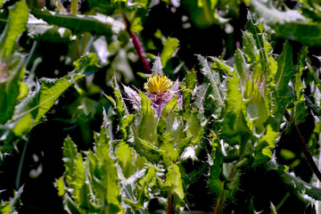 Flowers of St. Benedict's herb, lovely thistle, holy thistle or blessed thistle - Cnicus benedictus in summer, Bavaria, Germany