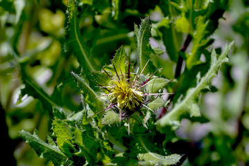 Flowers of St. Benedict's herb, lovely thistle, holy thistle or blessed thistle - Cnicus benedictus in summer, Bavaria, Germany