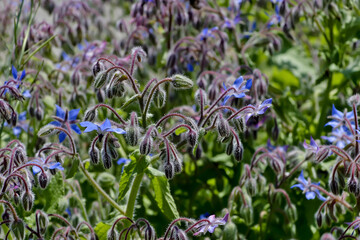 Flowers and buds of Starflower, Borage or Bee bread, Borago officinalis, in summer, Bavaria, Germany