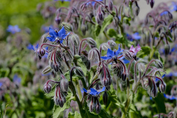Flowers and buds of Starflower, Borage or Bee bread, Borago officinalis, in summer, Bavaria, Germany