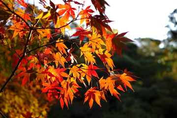 紅葉