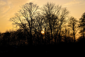 Fototapeta premium Bright sunset against the background of dark trees.