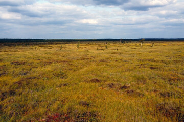 Fototapeta na wymiar Aerial photo over a yellow young swamp on a cloudy autumn day.