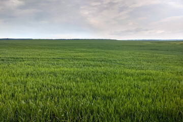 View of a beautiful green field in spring or summer.
