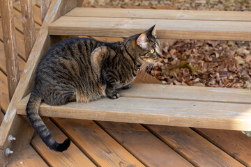 Close up view of a curious gray striped domestic tabby cat looking out from a cedar wood deck enjoying a sunny day