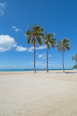 Three palm trees on the deserted beach in Waikiki.