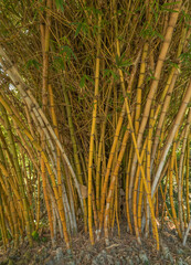 Golden Green Bamboo Thicket in the Honolulu Rainforest on the island of Oahu.