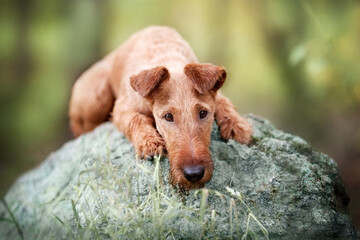 Portrait of a young Irish Terrier. Lies and sad. - 395873232