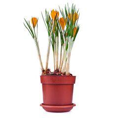 Potted yellow crocus flowers isolated on a white background.