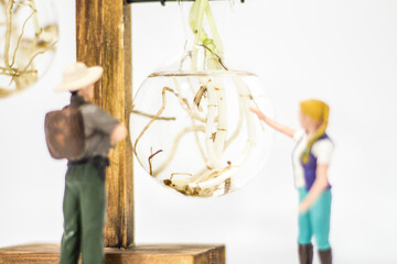 Miniature people : Male and female farmers standing and looking at Epipremnum aureum (Golden pothos) isolated on white background 