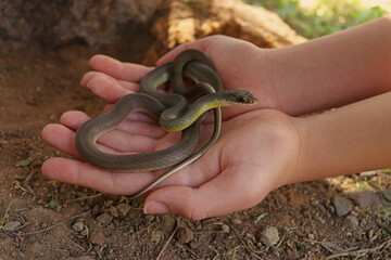 Fototapeta premium Western Yellow-bellied Racer (Coluber constrictor mormon)