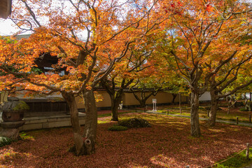 Fototapeta na wymiar 京都、紫野の大徳寺塔頭 黄梅院の紅葉の風景