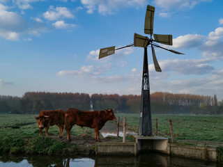 dutch windmill with cows