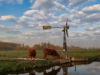 landscape with cows and windmill