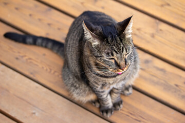 Close up view of a curious gray striped domestic tabby cat looking out from a cedar wood deck enjoying a sunny day