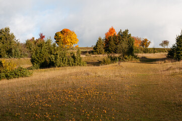 a juniper heath land with yellow leaves of cypress spurges