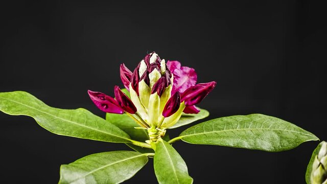 Apertura de flores de Rododendro en secuencia de imagenes timelapse sobre fondo negro. Rhododendron.