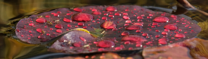 Water Droplets on Red Iily Pad