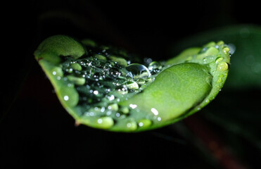 Water Droplets on Leaf