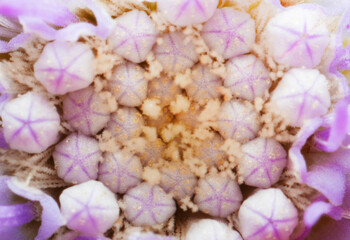Macro shot of a wild flower. The flower having beautiful soft purple color.