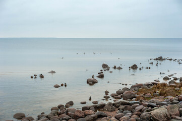 Stony coast of the Gulf of Finland, Baltic Sea. Seagulls on the stones on a cloudy day. Copy space.