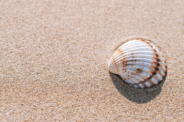 Summer background beach with seashells, starfishes on sand ocean background. Copy space. Road frame set.