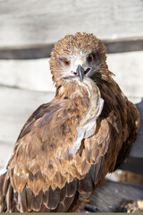 A young eagle sits with a fish in its beak. Concept of wild animals