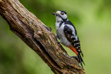 Buntspecht (Dendrocopos major) Männchen