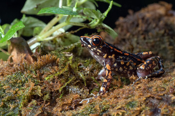 The spotted stream frog ( Hylarana picturata) inside a bush,amphibian