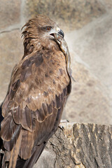 Fototapeta premium A young eagle holds a small fish in its beak and sits on a stump