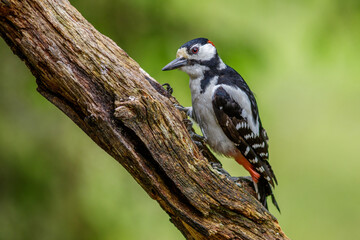 Buntspecht (Dendrocopos major) M&auml;nnchen