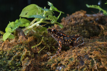The spotted stream frog ( Hylarana picturata) inside a bush,amphibian