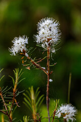 Sumpfporst (Rhododendron tomentosum)