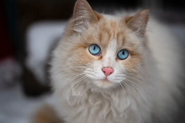 Face of a white fluffy cat with blue eyes close-up