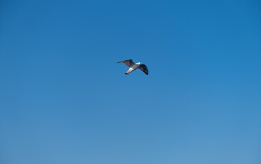 Seagulls Flying High in the Blue Sky