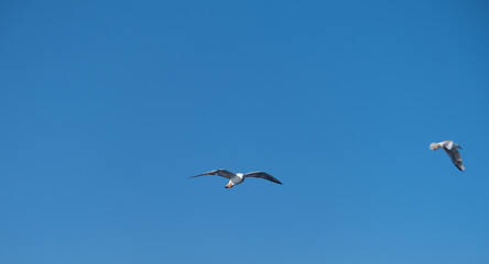 Seagulls Flying High in the Blue Sky