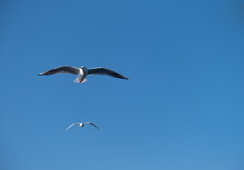 Fototapeta na wymiar Seagulls Flying High in the Blue Sky