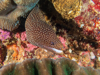 Yellow spotted moray eel (Gymnothorax moringa) near Anilao, Batangas, Philippines.  Underwater photography and marine life.