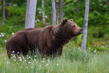 Braunbär (Ursus arctos)