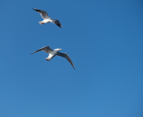 Seagulls Flying High in the Blue Sky