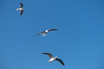 Seagulls Flying High in the Blue Sky