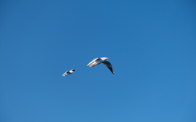 Seagulls Flying High in the Blue Sky