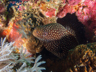 Yellow spotted moray eel (Gymnothorax moringa) near Anilao, Batangas, Philippines.  Underwater photography and marine life.