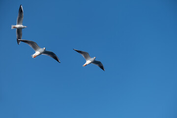 Seagulls Flying High in the Blue Sky